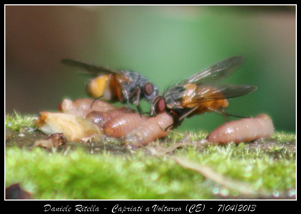 Identificazione coppia di mosche con larve o prede!!!